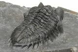 Coltraneia Trilobite Fossil - Huge Faceted Eyes #216509-2